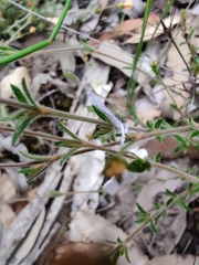 Mitrasacme polymorpha