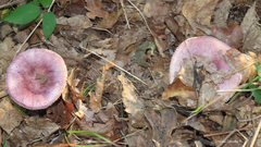 Russula graveolens