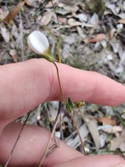 Mitrasacme polymorpha