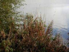 Phalaris arundinacea