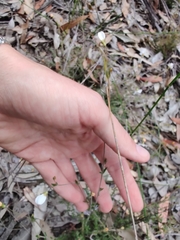 Mitrasacme polymorpha