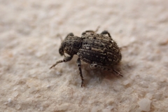 Hyperinae