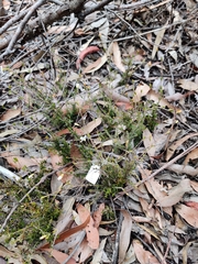 Mitrasacme polymorpha