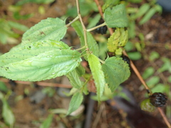 Corchorus capsularis