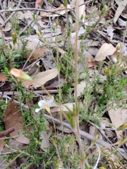 Mitrasacme polymorpha