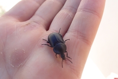 Ablattaria laevigata