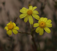 Senecio spanomerus