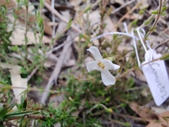 Mitrasacme polymorpha