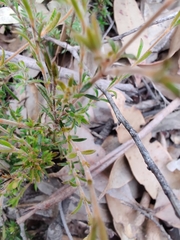 Mitrasacme polymorpha