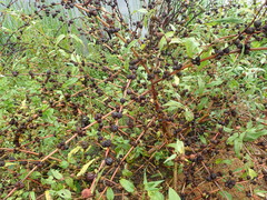 Corchorus capsularis