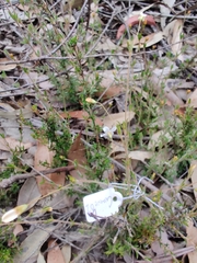 Mitrasacme polymorpha