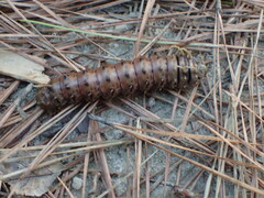 Citheronia sepulcralis