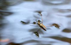 Cylindrostethus