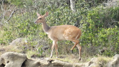 Tragelaphus sylvaticus sylvaticus