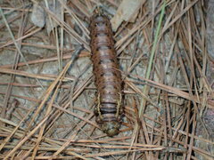 Citheronia sepulcralis