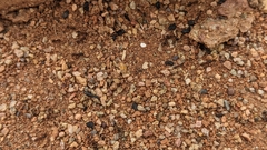 Monomorium salomonis