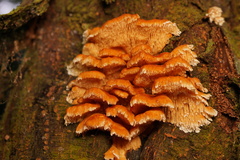 Cerrena zonata