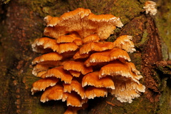Cerrena zonata