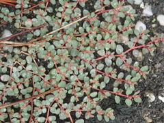 Euphorbia makinoi