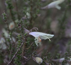 Prostanthera serpyllifolia