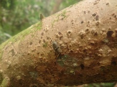 Cerambycoidea