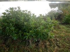 Rhododendron ponticum