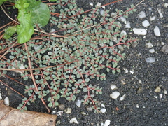 Euphorbia makinoi