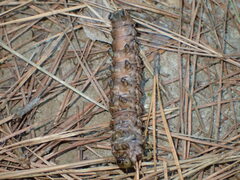 Citheronia sepulcralis