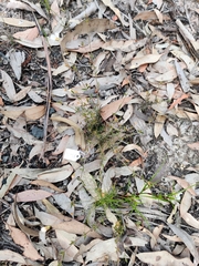 Mitrasacme polymorpha