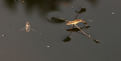 Limnometra