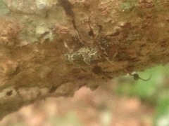 Cerambycoidea