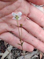 Mitrasacme polymorpha