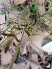 Mitrasacme polymorpha