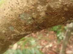 Cerambycoidea