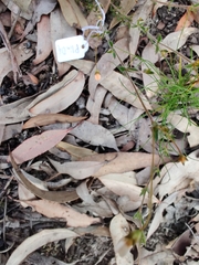 Mitrasacme polymorpha