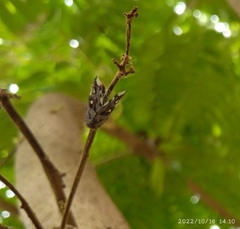 Ricaniidae