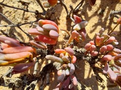 Leucoptera subcarnosa