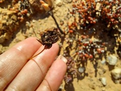 Leysera gnaphalodes