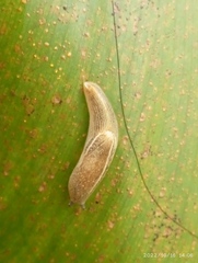 Ariophantidae