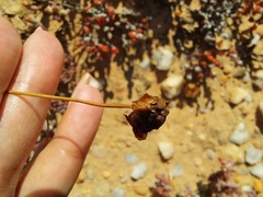 Leysera gnaphalodes
