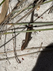 Lampropholis delicata