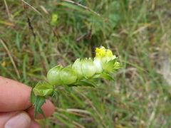 Rhinanthus minor