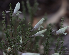 Prostanthera serpyllifolia