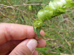 Rhinanthus minor