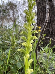 Microtis arenaria