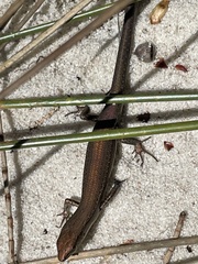 Lampropholis delicata