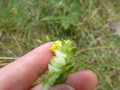 Rhinanthus minor