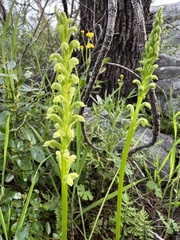 Microtis arenaria