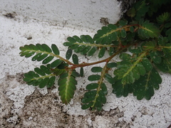 Phyllanthus urinaria hookeri