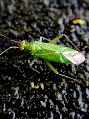 Blepharidopterus angulatus